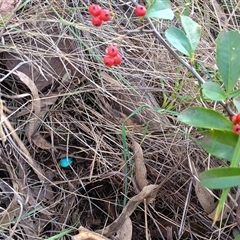 Pyracantha fortuneana (Firethorn) at Hackett, ACT - 5 Oct 2024 by Berlge