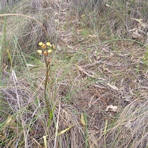 Diuris pardina at Hackett, ACT - 3 Oct 2024