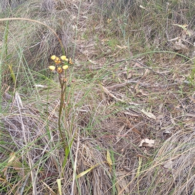 Diuris pardina (Leopard Doubletail) at Hackett, ACT - 2 Oct 2024 by Berlge