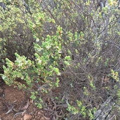 Brachyloma daphnoides (Daphne Heath) at Hackett, ACT - 2 Oct 2024 by Berlge