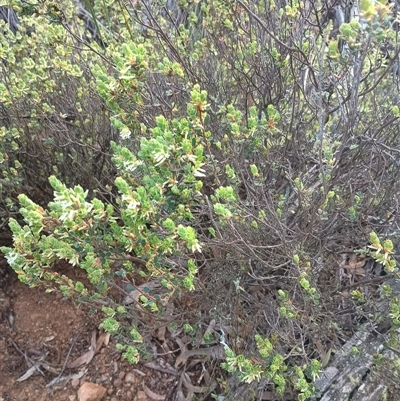 Brachyloma daphnoides (Daphne Heath) at Hackett, ACT - 2 Oct 2024 by Berlge