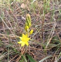 Bulbine bulbosa (Golden Lily, Bulbine Lily) at Hackett, ACT - 3 Oct 2024 by Berlge