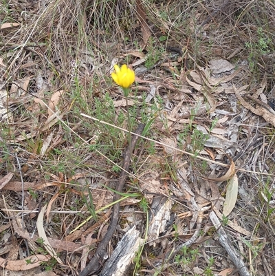 Microseris walteri (Yam Daisy, Murnong) at Hackett, ACT - 3 Oct 2024 by Berlge