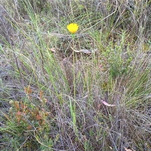 Microseris walteri at Hackett, ACT - 6 Oct 2024 07:59 AM