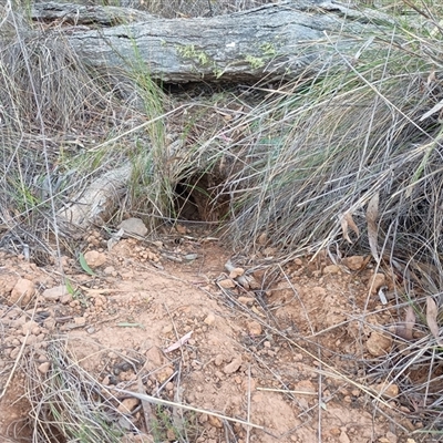 Oryctolagus cuniculus (European Rabbit) at Hackett, ACT - 6 Oct 2024 by Berlge