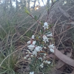 Cryptandra amara (Bitter Cryptandra) at Hackett, ACT - 20 Aug 2024 by Berlge