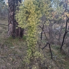 Clematis leptophylla (Small-leaf Clematis, Old Man's Beard) at Hackett, ACT - 21 Aug 2024 by Berlge