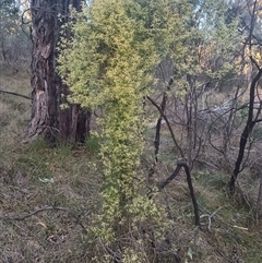 Clematis leptophylla (Small-leaf Clematis, Old Man's Beard) at Hackett, ACT - 20 Aug 2024 by Berlge