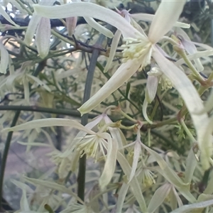 Clematis leptophylla at Hackett, ACT - 21 Aug 2024