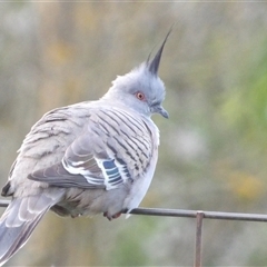 Ocyphaps lophotes (Crested Pigeon) at Braidwood, NSW - 5 Oct 2024 by MatthewFrawley