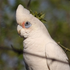 Cacatua sanguinea at Braidwood, NSW - 5 Oct 2024 03:28 PM