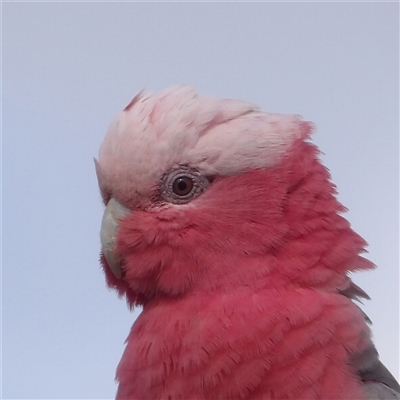 Eolophus roseicapilla (Galah) at Braidwood, NSW - 5 Oct 2024 by MatthewFrawley