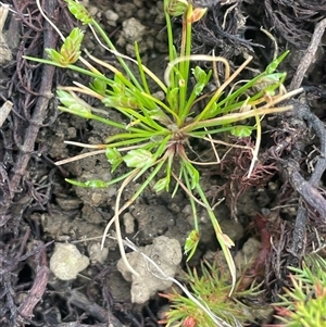 Isolepis levynsiana at Breadalbane, NSW - 5 Oct 2024 12:23 PM