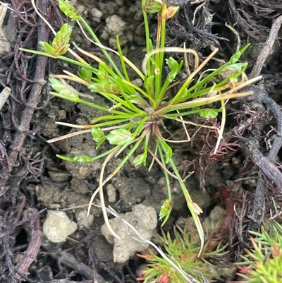 Isolepis levynsiana (Tiny Flat-sedge) at Breadalbane, NSW - 5 Oct 2024 by JaneR