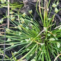 Isolepis cernua (Slender Clubrush) at Breadalbane, NSW - 5 Oct 2024 by JaneR