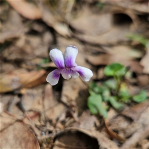 Viola hederacea at Monga, NSW - 6 Oct 2024 01:30 PM