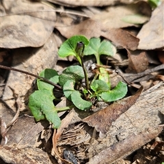 Viola hederacea at Monga, NSW - 6 Oct 2024 01:30 PM