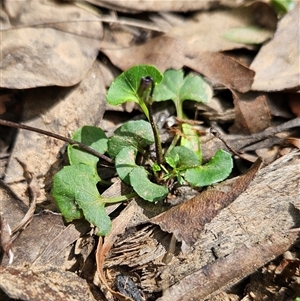 Viola hederacea at Monga, NSW - 6 Oct 2024 01:30 PM