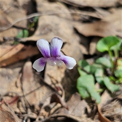 Viola hederacea at Monga, NSW - 6 Oct 2024 01:30 PM