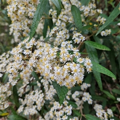 Olearia lirata at Monga, NSW - 6 Oct 2024 01:27 PM