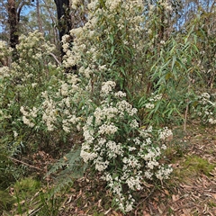 Olearia lirata at Monga, NSW - 6 Oct 2024 01:27 PM