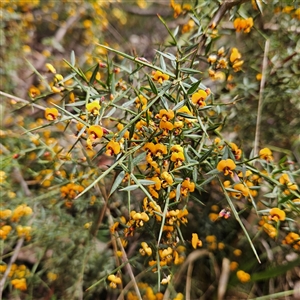 Daviesia ulicifolia subsp. ulicifolia at Monga, NSW - 6 Oct 2024 01:28 PM