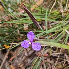 Patersonia glabrata at Monga, NSW - 6 Oct 2024