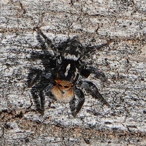 Euophryinae sp.(Undescribed) (subfamily) at Hall, ACT - 6 Oct 2024