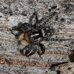 Euophryinae sp.(Undescribed) (subfamily) at Hall, ACT - 6 Oct 2024