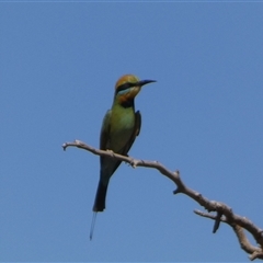 Merops ornatus (Rainbow Bee-eater) at Telfer, WA - 30 Aug 2024 by Paul4K