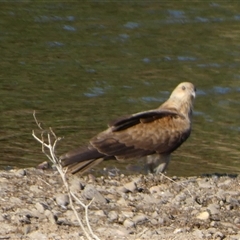 Haliastur sphenurus (Whistling Kite) at Marble Bar, WA - 30 Aug 2024 by Paul4K