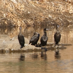 Phalacrocorax sulcirostris (Little Black Cormorant) at Marble Bar, WA - 30 Aug 2024 by Paul4K