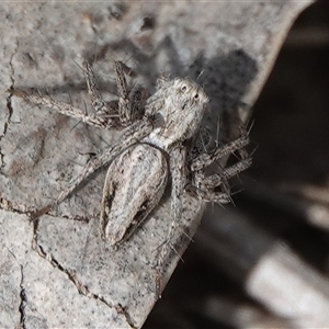 Oxyopes sp. (genus) at Hall, ACT - 6 Oct 2024 01:07 PM