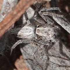 Oxyopes sp. (genus) at Hall, ACT - 6 Oct 2024