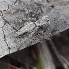 Oxyopes sp. (genus) at Hall, ACT - 6 Oct 2024