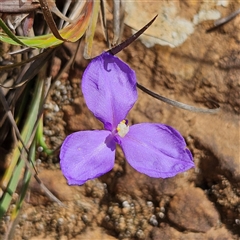 Patersonia glabrata (Native Iris) at Monga, NSW - 6 Oct 2024 by MatthewFrawley