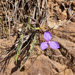 Patersonia glabrata at Monga, NSW - 6 Oct 2024 03:26 PM