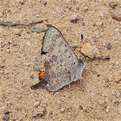 Paralucia aurifera (Bright Copper) at Monga, NSW - 6 Oct 2024 by MatthewFrawley