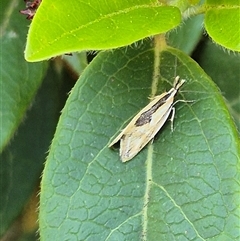 Thema chlorochyta (A Concealer moth) at Latham, ACT - 3 Oct 2024 by LD12