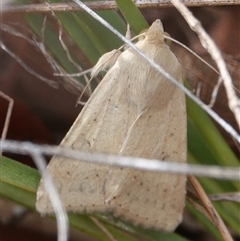 Helicoverpa (genus) (A bollworm) at Hall, ACT - 6 Oct 2024 by Anna123