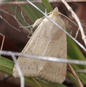 Helicoverpa (genus) at Hall, ACT - 6 Oct 2024 12:44 PM