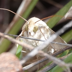 Helicoverpa (genus) at Hall, ACT - 6 Oct 2024 12:44 PM