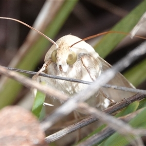 Helicoverpa (genus) at Hall, ACT - 6 Oct 2024 12:44 PM