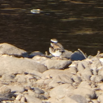 Charadrius melanops (Black-fronted Dotterel) at Marble Bar, WA - 30 Aug 2024 by Paul4K