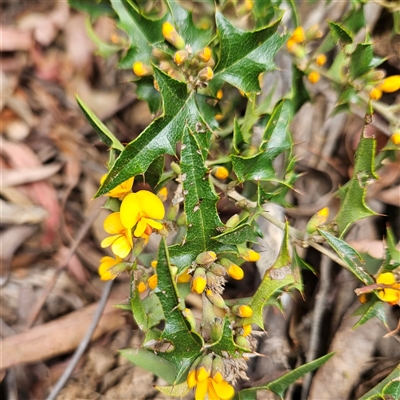 Podolobium ilicifolium (prickly shaggy-pea) at Monga, NSW - 6 Oct 2024 by MatthewFrawley