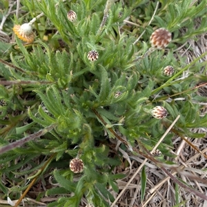 Leptorhynchos squamatus subsp. squamatus at Lawson, ACT - 6 Oct 2024