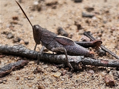 Rhitzala modesta (Short winged heath grasshopper) at Monga, NSW - 6 Oct 2024 by MatthewFrawley