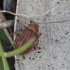 Edusella lineata (Leaf beetle) at Hall, ACT - 6 Oct 2024 by Anna123