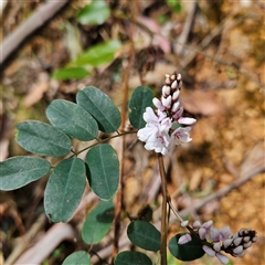 Indigofera australis subsp. australis (Australian Indigo) at Monga, NSW - 6 Oct 2024 by MatthewFrawley