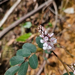 Indigofera australis subsp. australis at Monga, NSW - 6 Oct 2024 03:17 PM